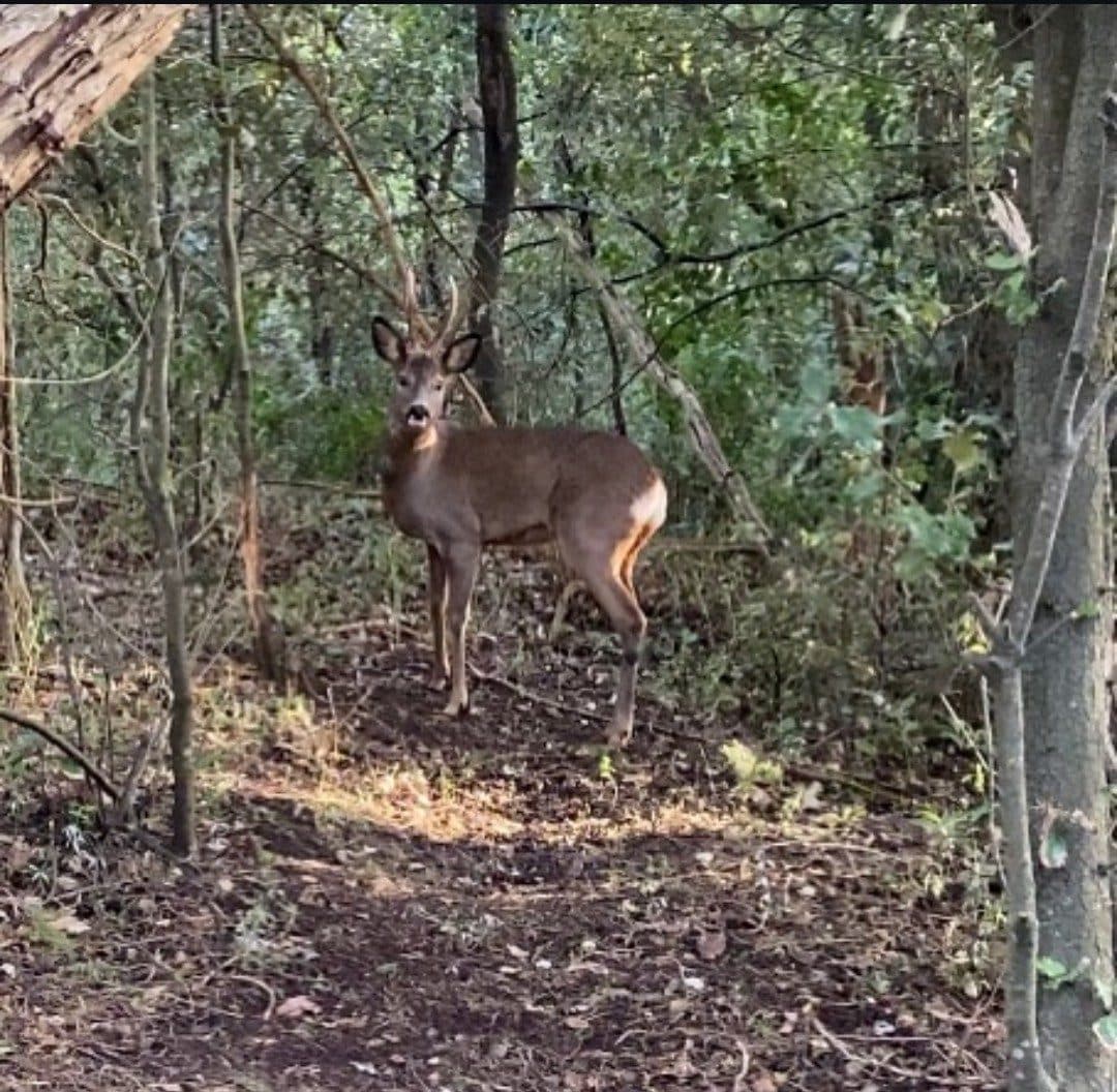 Un chevreuil dans la forêt domaniale, derrière la dune
