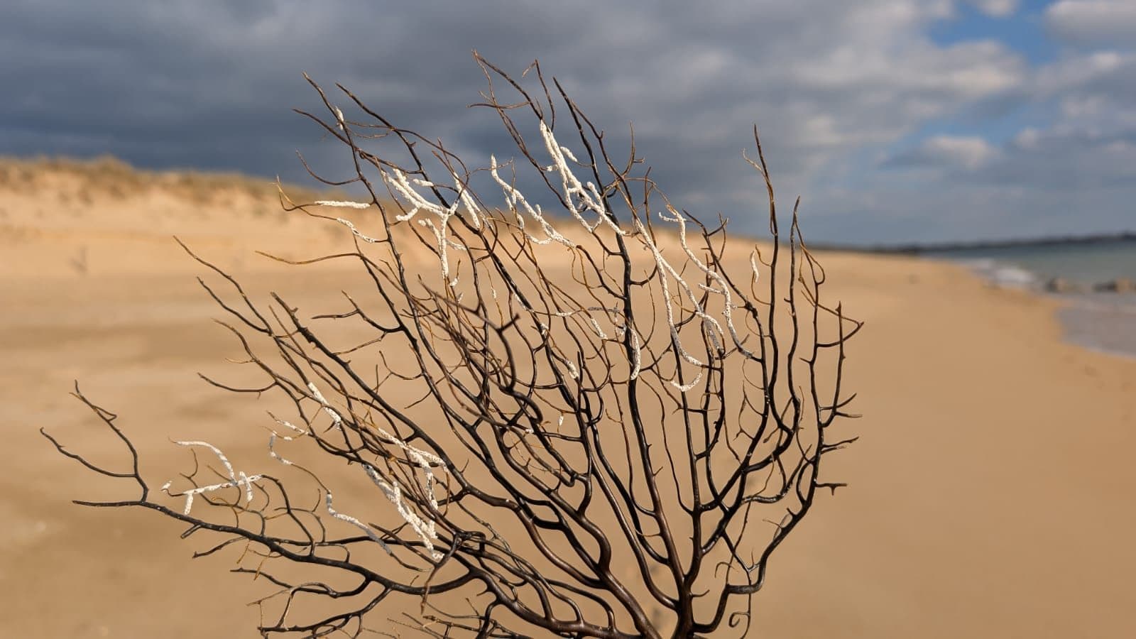Branche nue plantée dans le sable de la dune