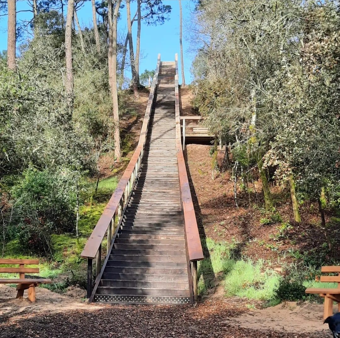 Un escalier de bois monte vers la dune entre les arbres