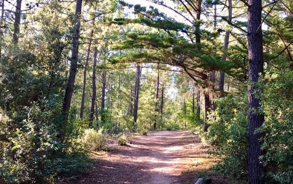 Un sentier de sable sous les pins de la forêt
